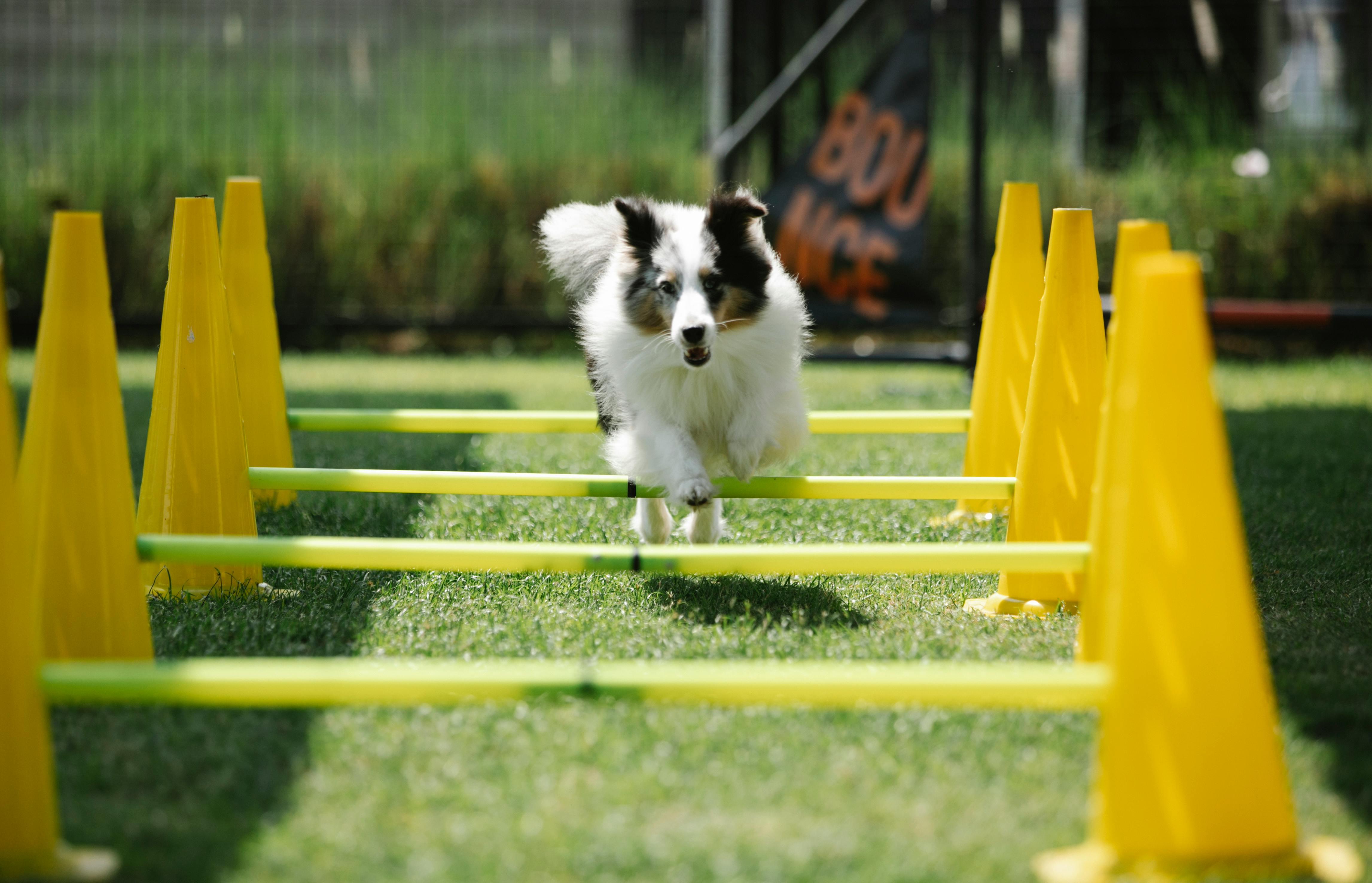 Training bij Sloeber Flyball